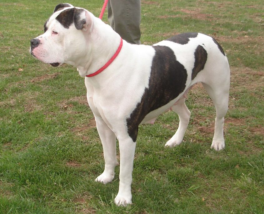 Amerikan Bulldog