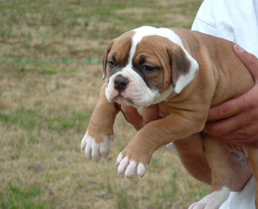 Amerikan Bulldog Fotoğrafları