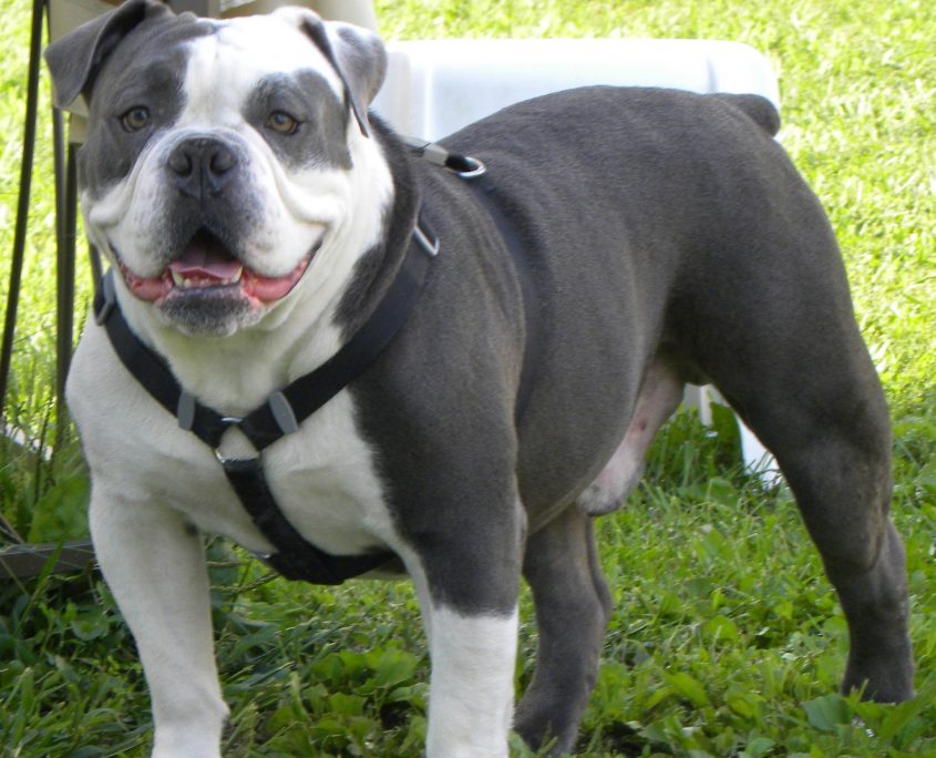 Amerikan Bulldog Resimleri