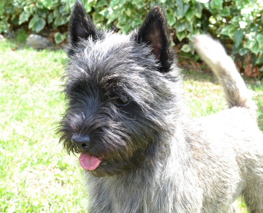 Cairn Teriyer