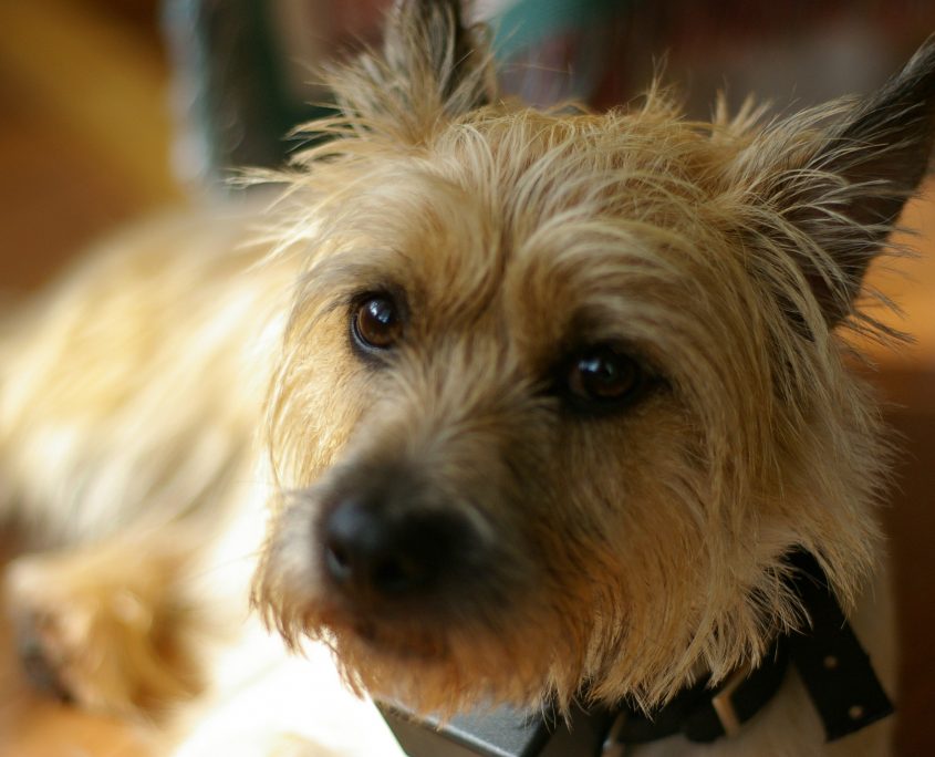 Cairn Teriyer Fotoğrafları