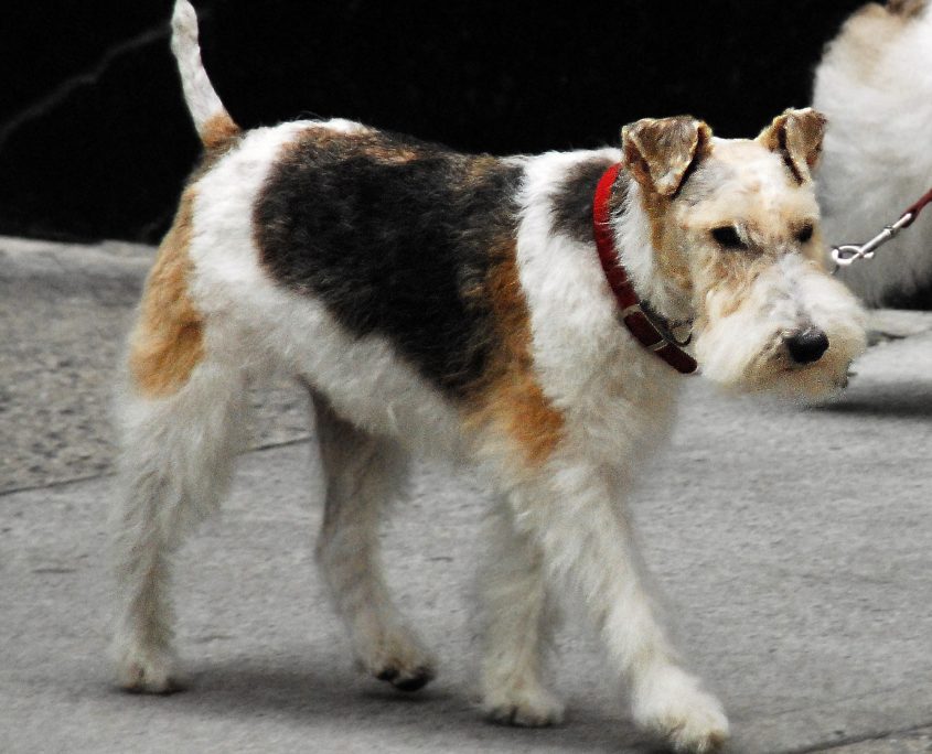 Fox Terrier