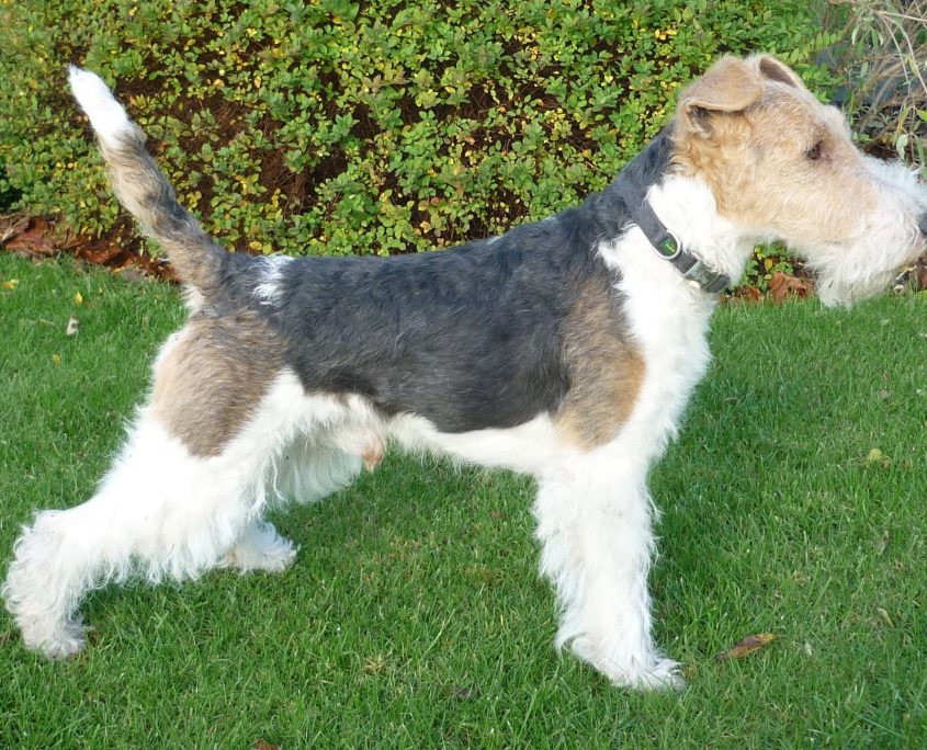 Fox Terrier Fotoğrafları