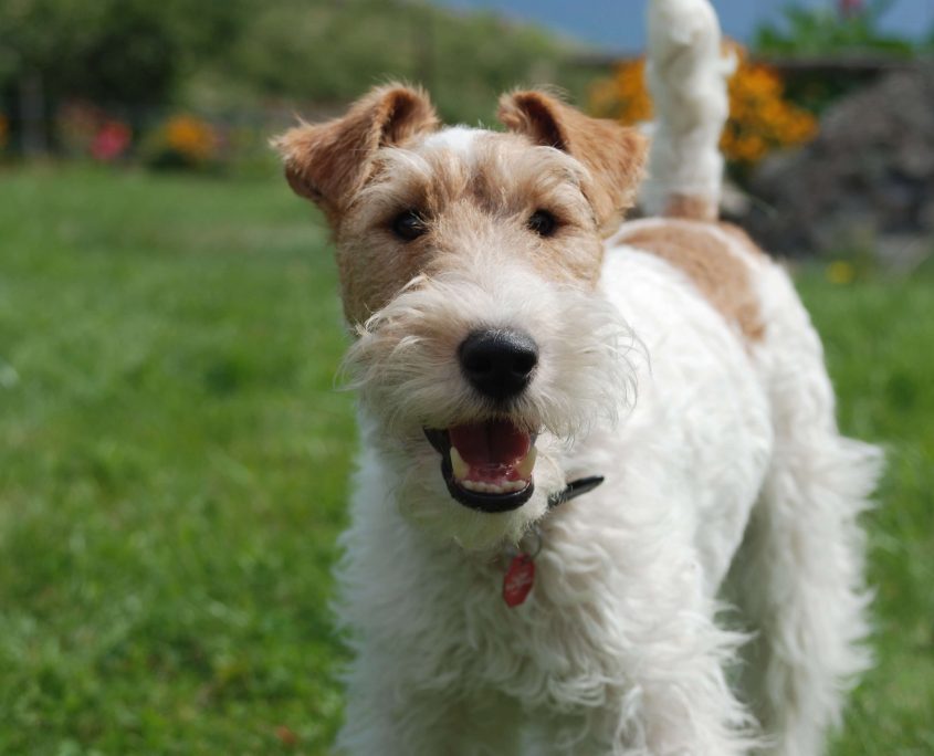 Fox Terrier Resimleri