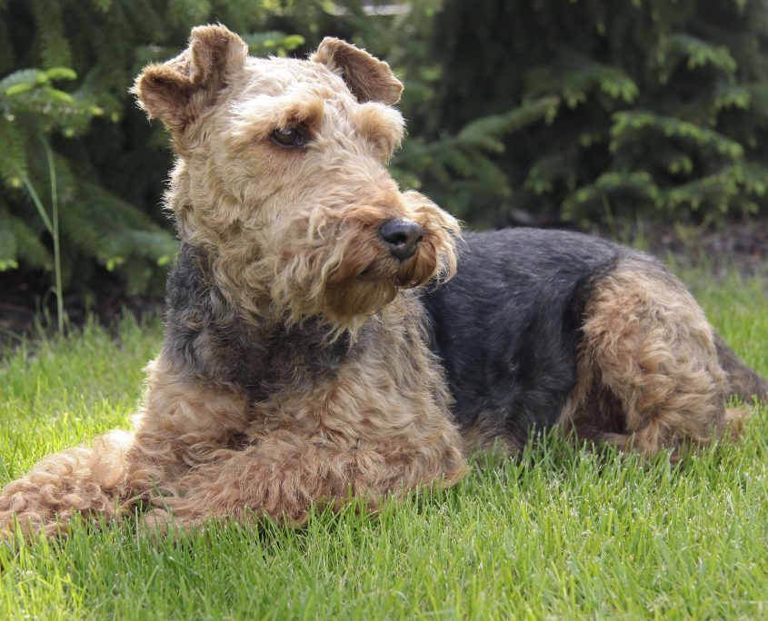 Fox Terrier Wallpaper
