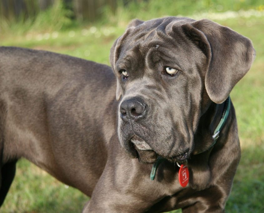 Mastiff