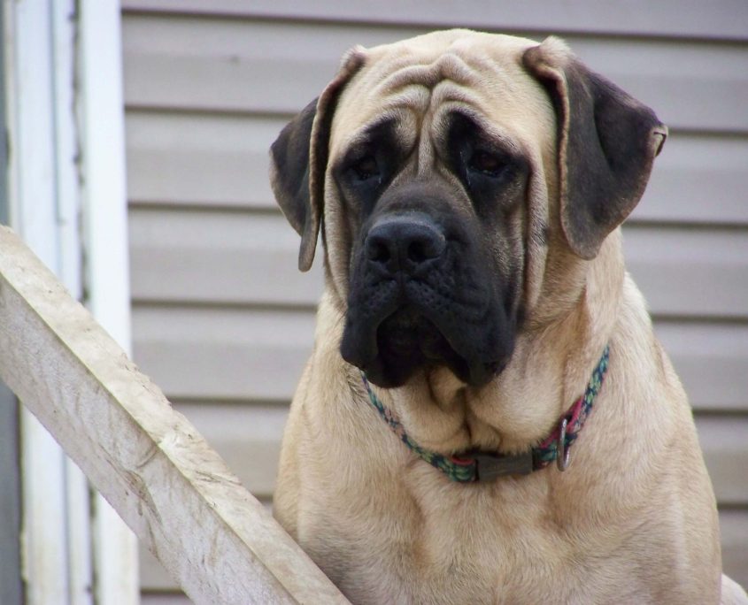 Mastiff Fotoğrafları