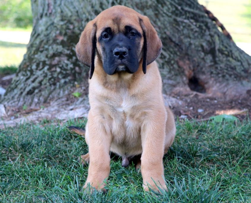 Mastiff Resimleri