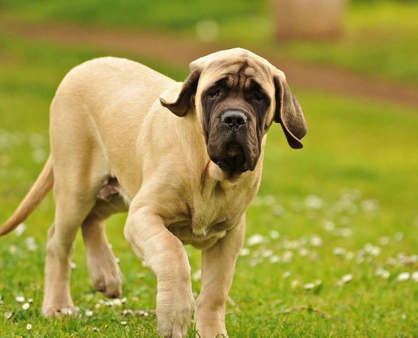 Mastiff Wallpaper