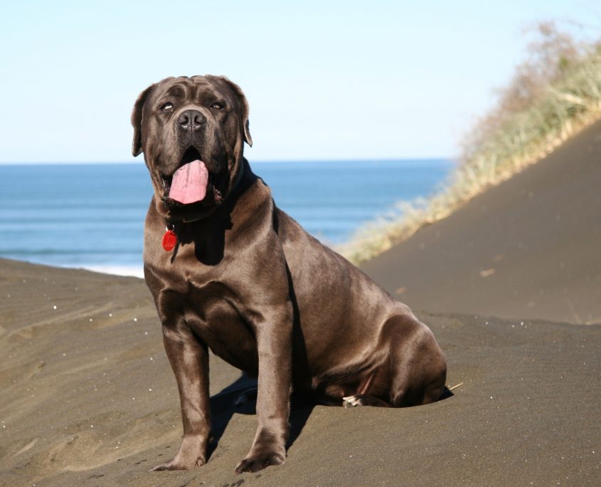 Neapolitan Mastiff (Napoli Mastifi)