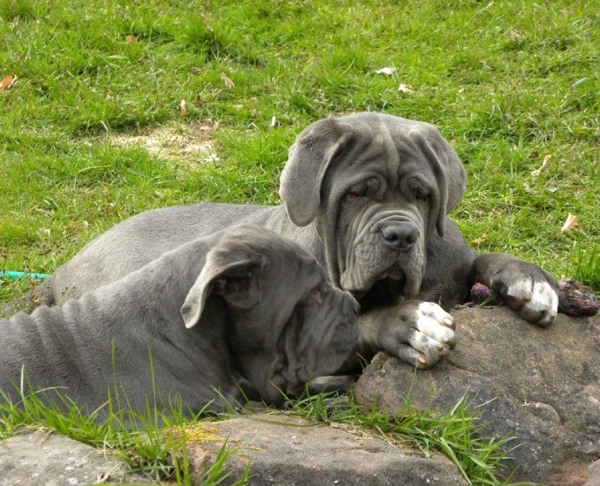 Neapolitan Mastiff (Napoli Mastifi) Fotoğrafları