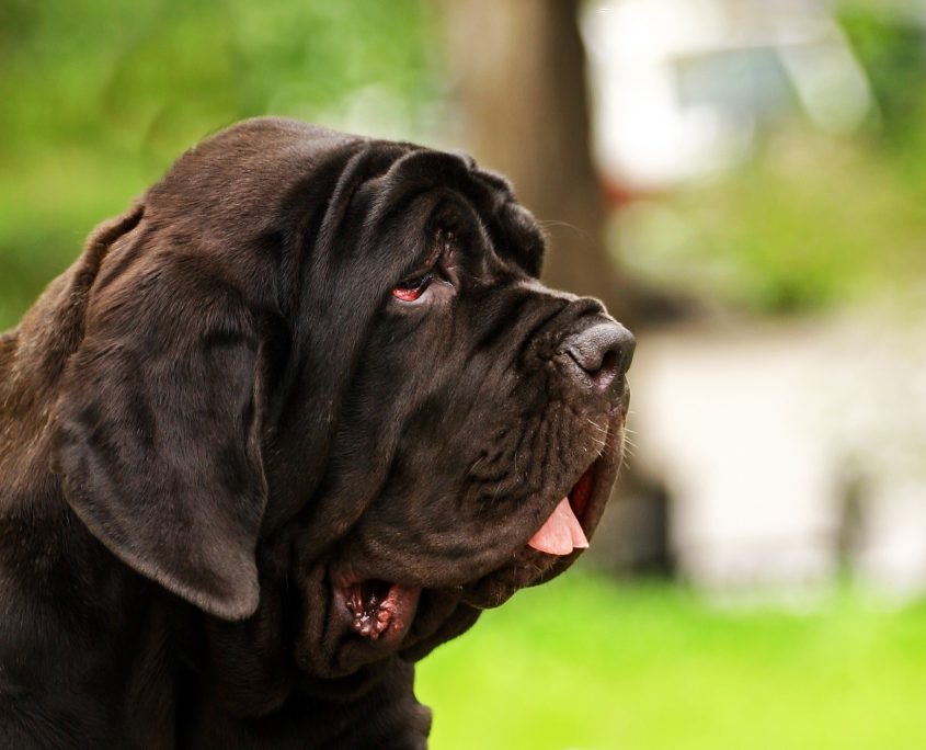 Neapolitan Mastiff (Napoli Mastifi) Wallpaper