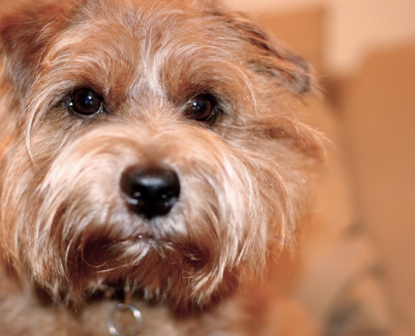 Norfolk Terrier