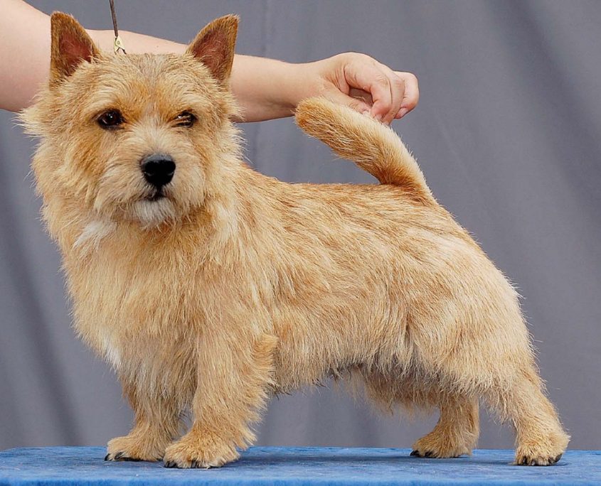 Norfolk Terrier Fotoğrafları