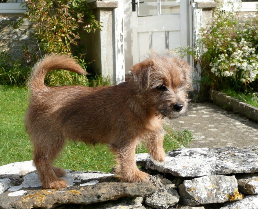 Norfolk Terrier Resimleri