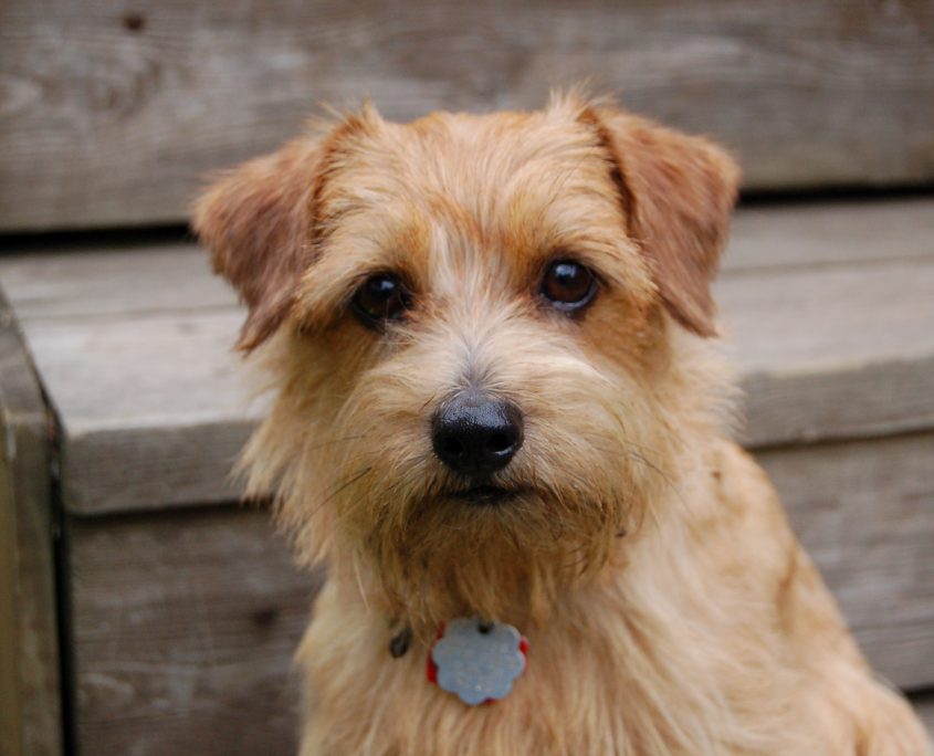 Norfolk Terrier Wallpaper