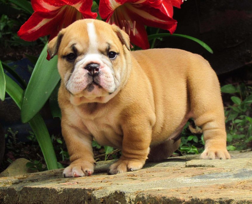 Yavru Amerikan Bulldog