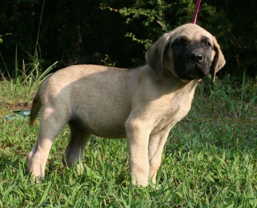 Yavru Mastiff