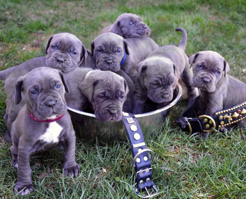 Yavru Neapolitan Mastiff