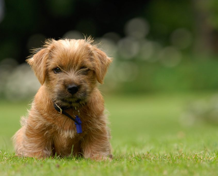 Yavru Norfolk Terrier