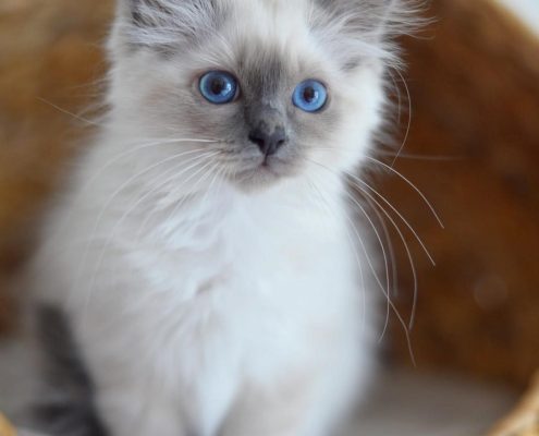 Yavru Birman Kedisi Yavru Birman Kedisi