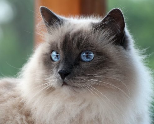 Birman Kedisi Birman Kedisi