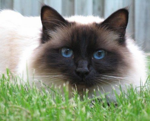 Birman Kedisi Birman Kedisi