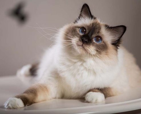 Birman Kedisi Resimleri Birman Kedisi Resimleri