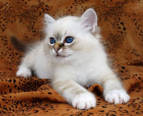 Yavru Birman Kedileri Yavru Birman Kedileri