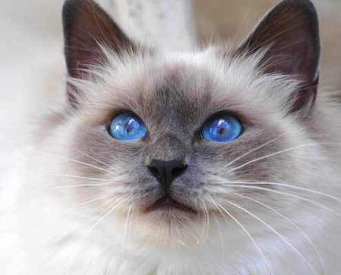 Birman Kedisi Resimleri Birman Kedisi Resimleri