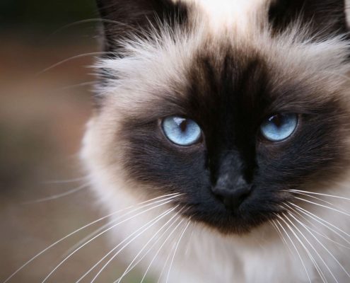 Birman Kedisi Resimleri Birman Kedisi Resimleri