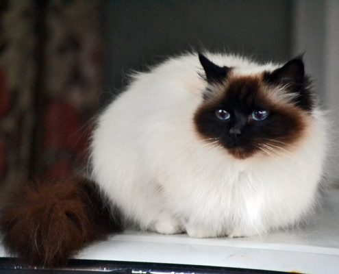 Birman Kedisi Birman Kedisi