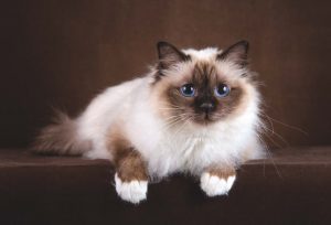 Birman Kedisi Wallpaper Birman Kedisi Wallpaper