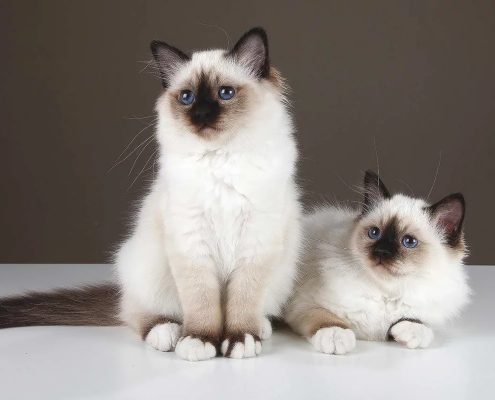 Birman Kedileri Birman Kedileri