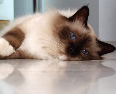 Birman Kedisi Fotoğrafları Birman Kedisi Fotoğrafları