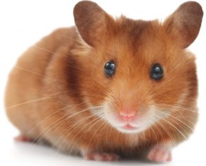 Hamster İsimleri