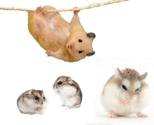 Hamster İsimleri