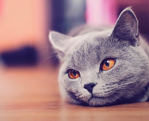 Kedi Aşı Takvimi