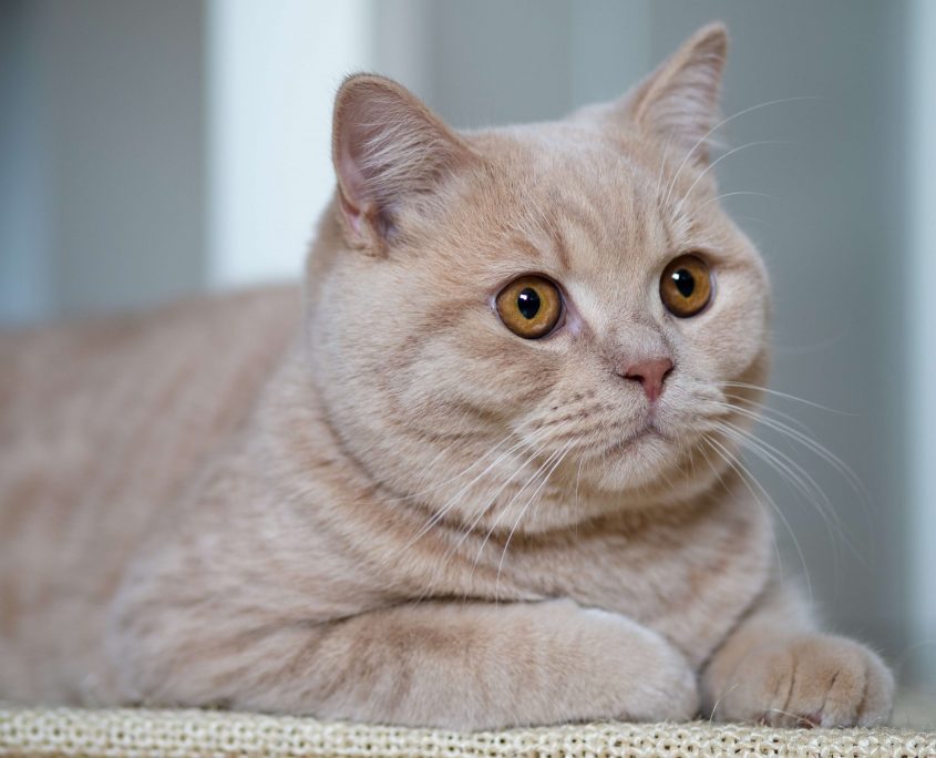 Kedi Bakımı