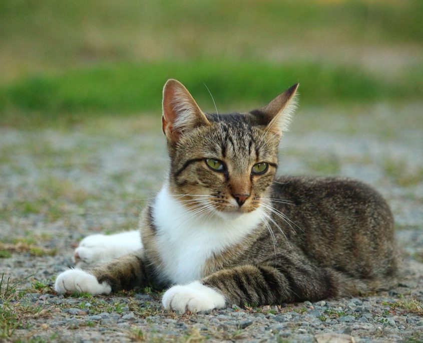 Kedi Bakımı