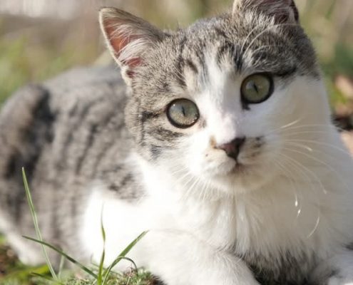 Kedi Bakımı