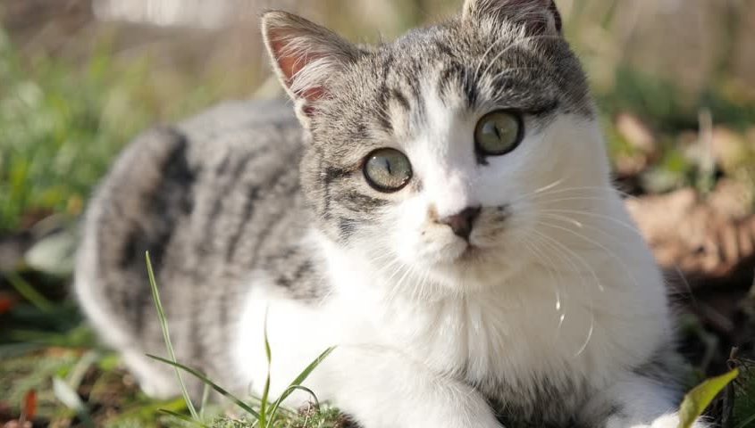 Kedi Bakımı
