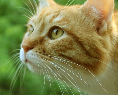Kedi Beslenmesi