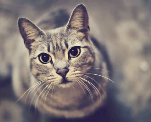 Kedi Eğitimi