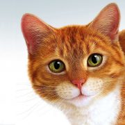 Kedi Hastalıkları