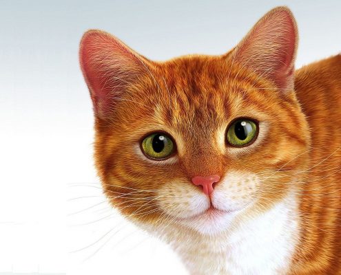 Kedi Hastalıkları