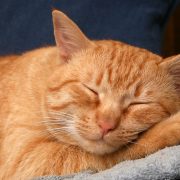 Popüler Kedi İsimleri