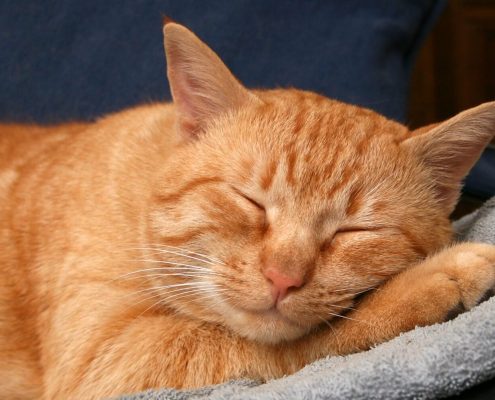 Popüler Kedi İsimleri
