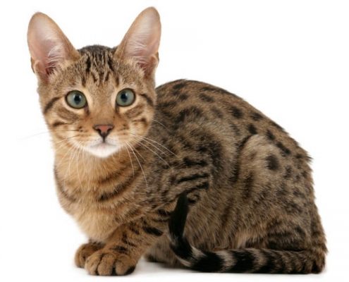 Kedi Maması Seçimi Nasıl Yapılmalıdır?