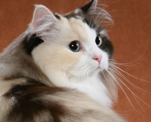 Kedilerin Isırma ve Tırmalama Davranışları Nasıl Engellenir?